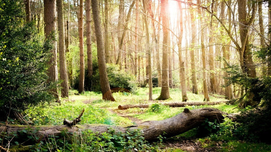How to Create a Woodland Nursery: A Cozy, Nature-Inspired Haven for Your Baby - Becky Sue's Creations